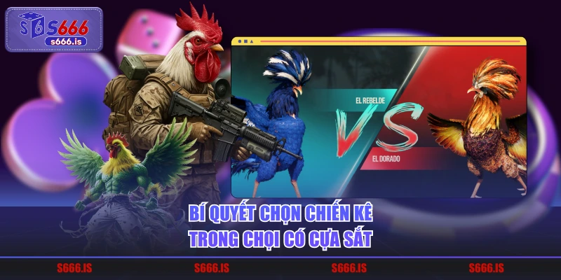 Bí quyết chọn chiến kê trong chọi có cựa sắt