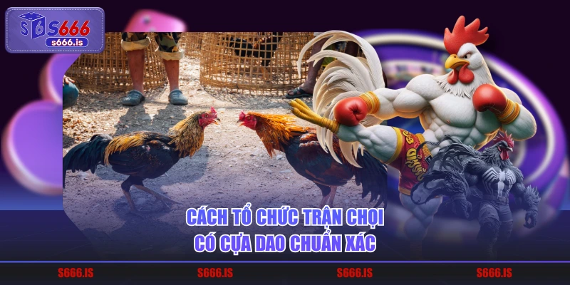 Cách tổ chức trận chọi có cựa dao chuẩn xác