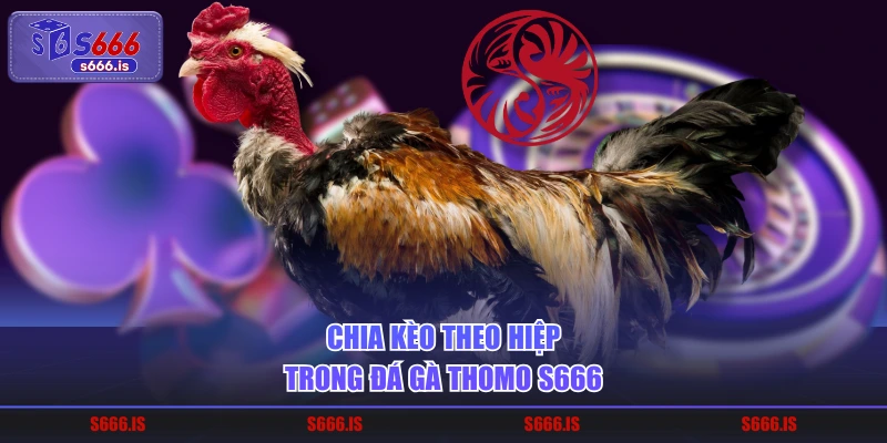 Chia kèo theo hiệp trong đá gà Thomo S666