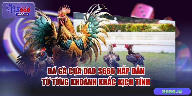 Đá Gà Cựa Dao S666 Hấp Dẫn Từ Từng Khoảnh Khắc Kịch Tính