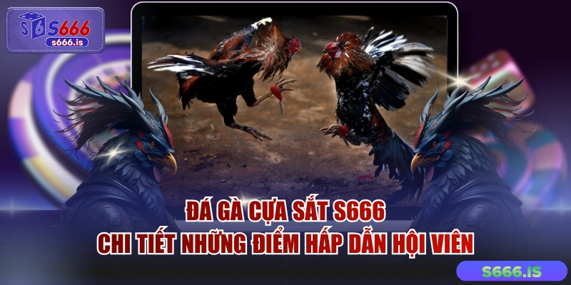 Đá Gà Cựa Sắt S666 - Chi Tiết Những Điểm Hấp Dẫn Hội Viên