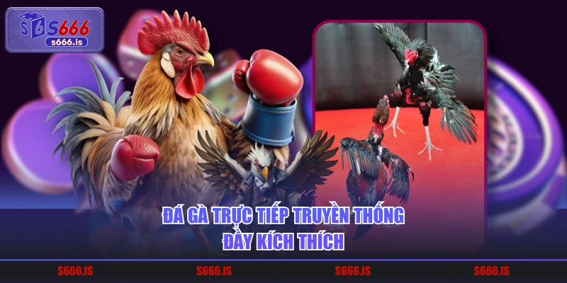 Đá gà trực tiếp truyền thống đầy kích thích