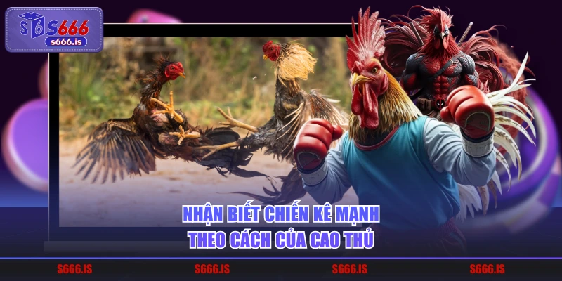 Nhận biết chiến kê mạnh theo cách của cao thủ