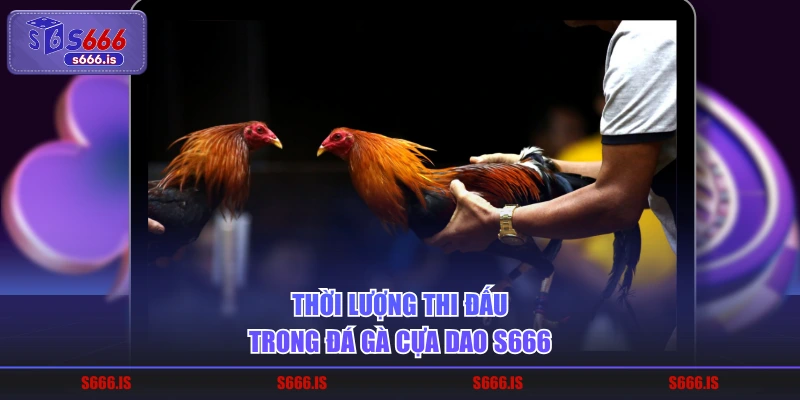 Thời lượng thi đấu trong đá gà cựa dao S666